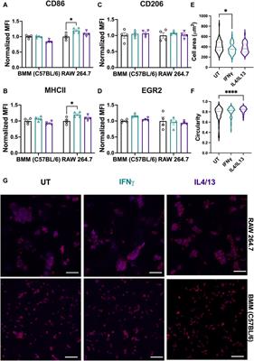 Corrigendum: Macrophage variance: investigating how macrophage origin influences responses to soluble and physical cues with immortalized vs. primary cells in 2D and 3D culture